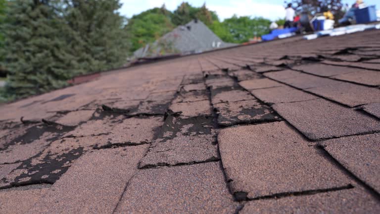 Best Roof Moss and Algae Removal  in Black Mountain, NC